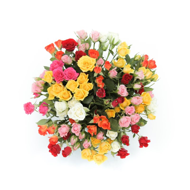 Букет из 25 разноцветных кустовых роз 35 см фото