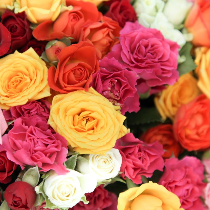 Букет из 25 разноцветных кустовых роз 35 см фото