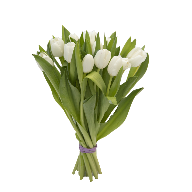 Букет белых тюльпанов фото