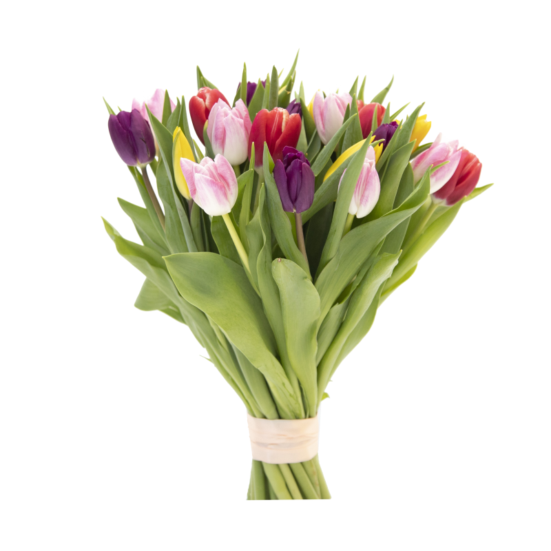 Букет из 25 тюльпанов микс фото